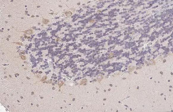 Nucleobindin 1 Antibody (HL2532)