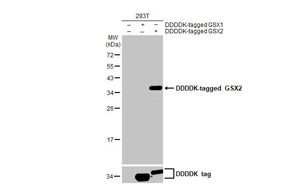 GSH2 Antibody (HL2533)