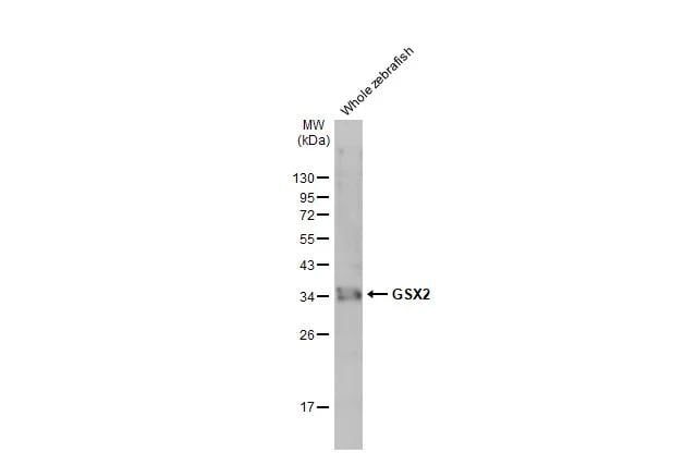 GSH2 Antibody (HL2533)