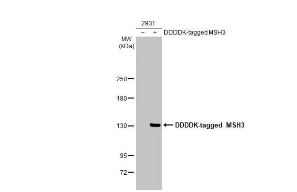 MSH3 Antibody (HL2546)