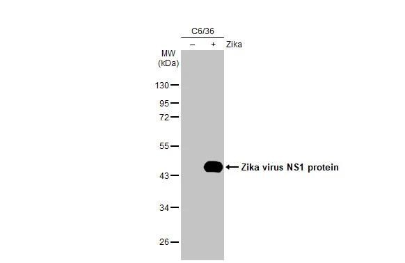 Zika Virus NS1 Antibody (HL2567)