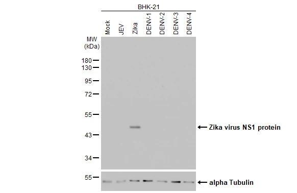 Zika Virus NS1 Antibody (HL2567)