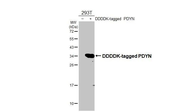 Prodynorphin/PDYN Antibody (HL2573)