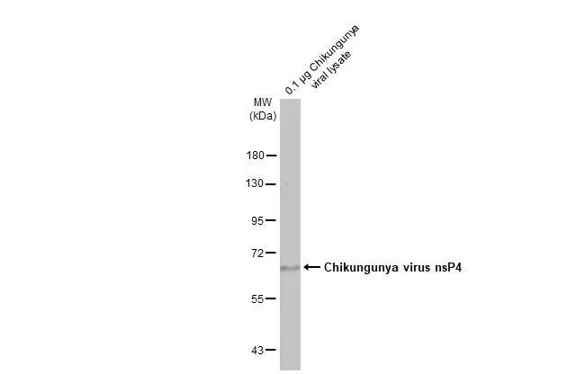 Chikungunya Virus nsp4 Antibody (HL2580)