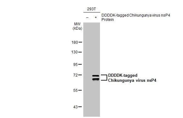 Chikungunya Virus nsp4 Antibody (HL2580)