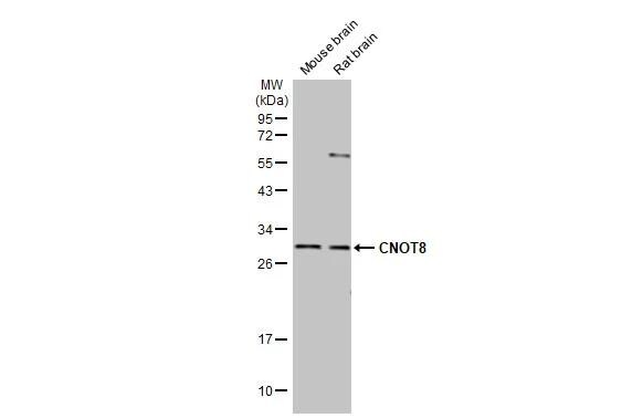 CNOT8 Antibody (HL2586)