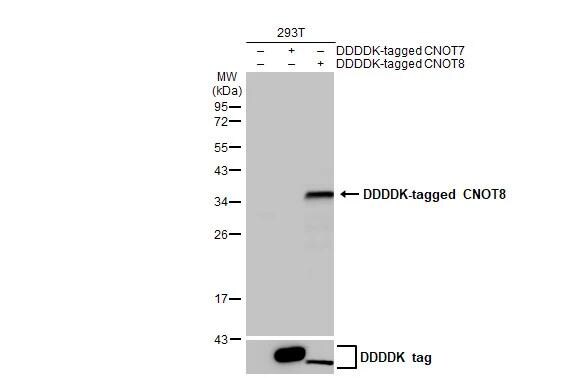 CNOT8 Antibody (HL2586)