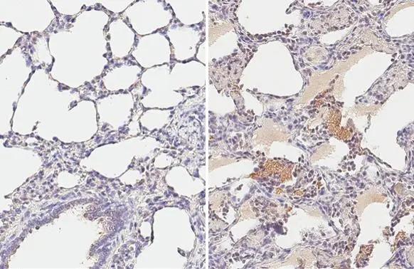 PRRSV M Protein Antibody (HL2619)