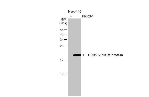 PRRSV M Protein Antibody (HL2619)