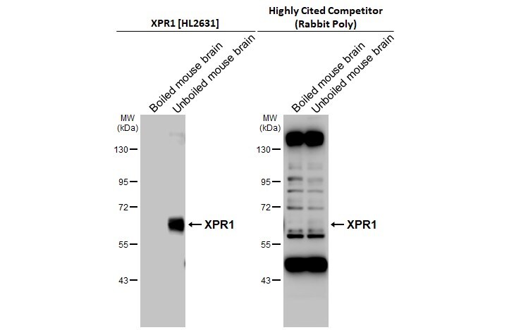XPR1 Antibody (HL2631)