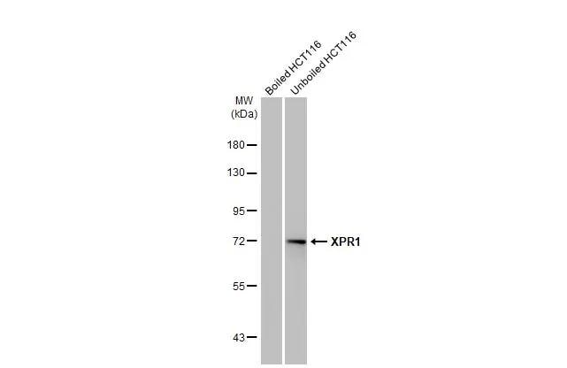 XPR1 Antibody (HL2632)