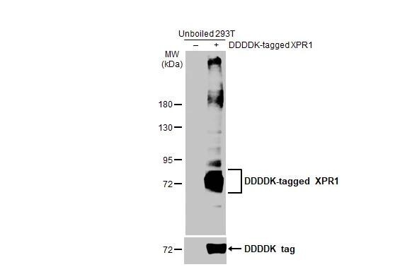 XPR1 Antibody (HL2632)