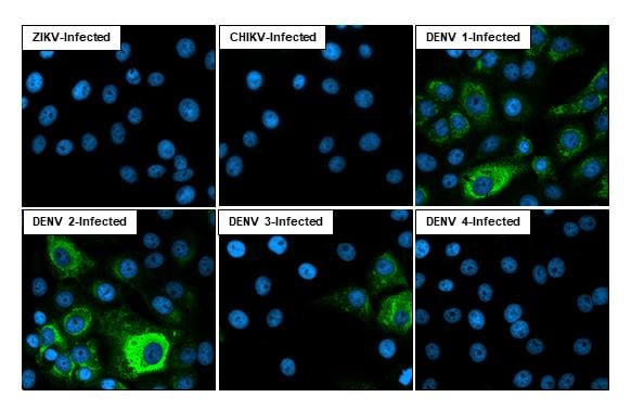 Dengue Virus NS3 Antibody (HL2634)