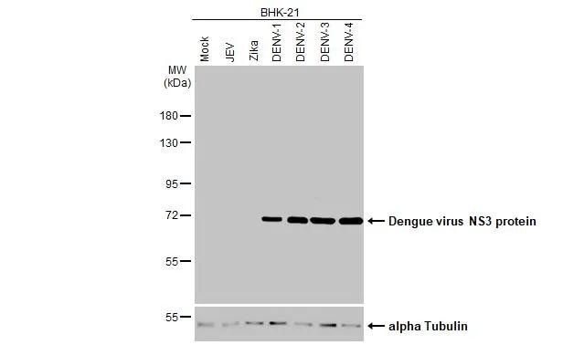 Dengue Virus NS3 Antibody (HL2634)