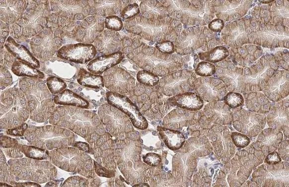 GPX8 Antibody (HL2635)