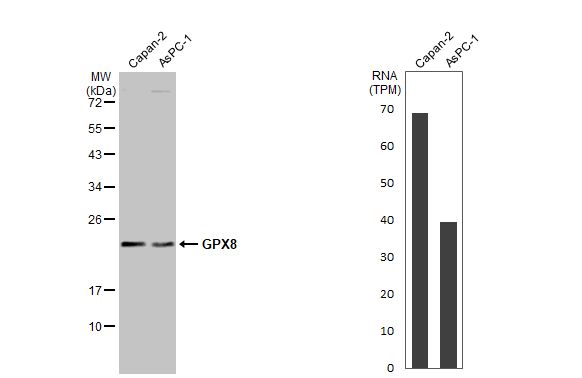 GPX8 Antibody (HL2635)