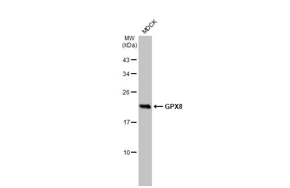 GPX8 Antibody (HL2635)