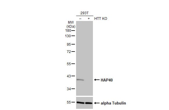 HAP40 Antibody (HL2641)