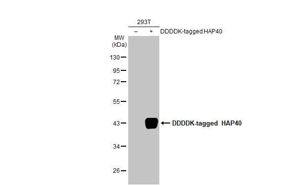 HAP40 Antibody (HL2641)