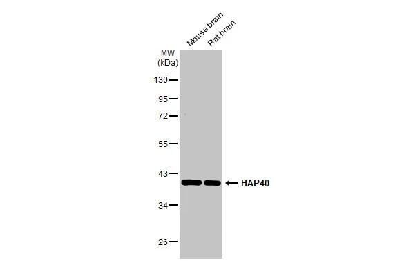HAP40 Antibody (HL2641)