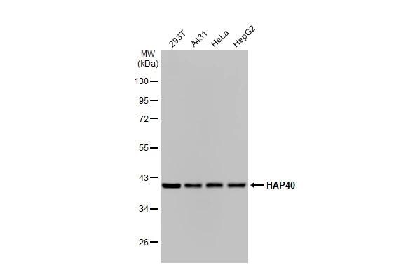 HAP40 Antibody (HL2642)