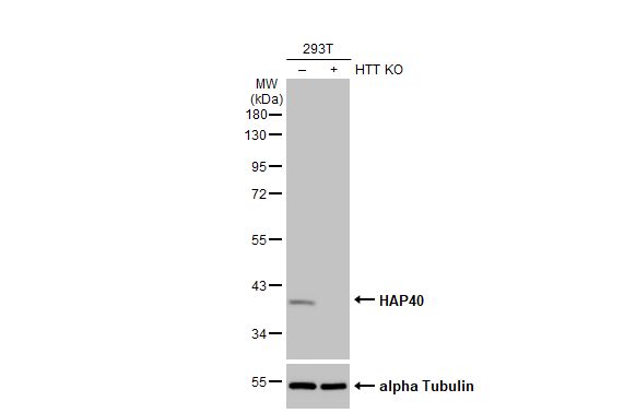 HAP40 Antibody (HL2642)