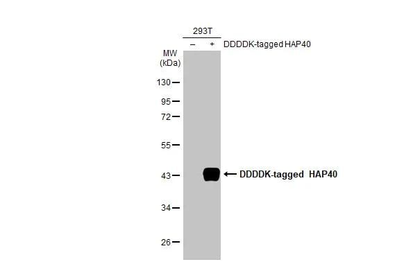 HAP40 Antibody (HL2642)
