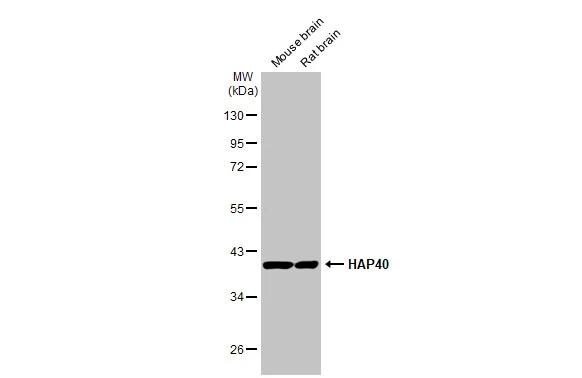 HAP40 Antibody (HL2642)