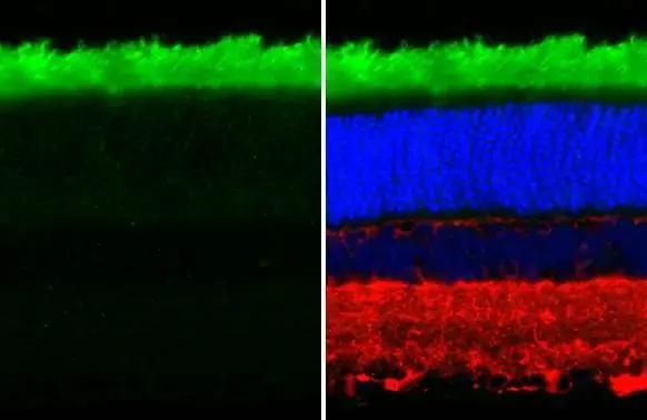 Rhodopsin Antibody (HL2668)