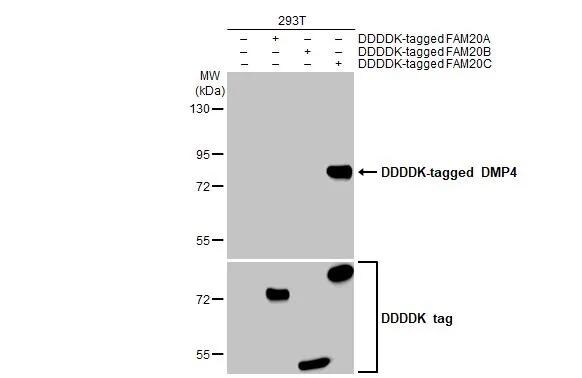 FAM20C Antibody (HL2677)