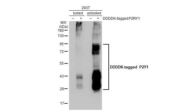 P2Y1/P2RY1 Antibody (HL2702)