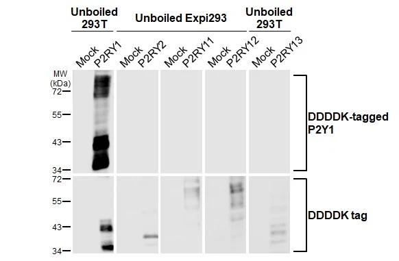 P2Y1/P2RY1 Antibody (HL2702)