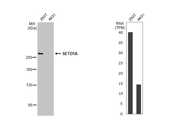 SETD1A Antibody (HL2707)