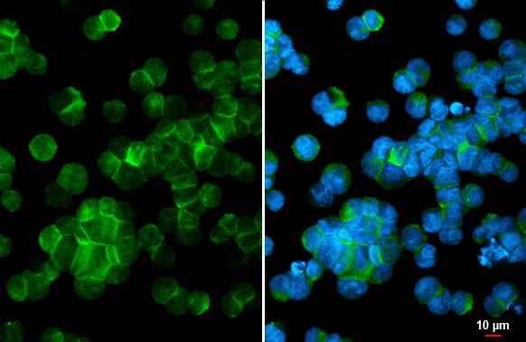 P2X5/P2RX5 Antibody (HL2773)