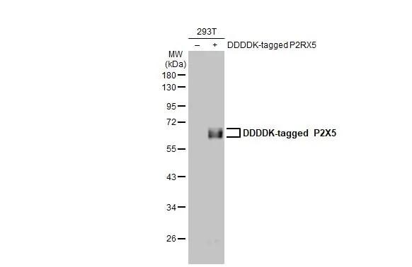 P2X5/P2RX5 Antibody (HL2773)