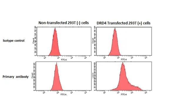 Dopamine Receptor D4 Antibody (HL2850)
