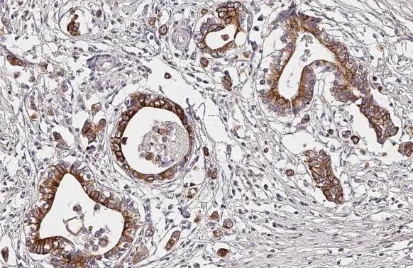 Dopamine Receptor D4 Antibody (HL2850)