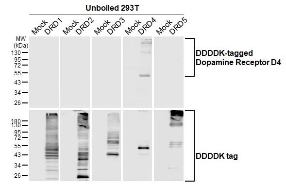 Dopamine Receptor D4 Antibody (HL2850)