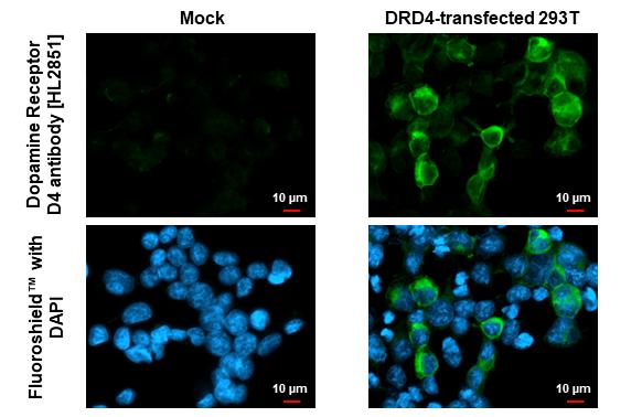 Dopamine Receptor D4 Antibody (HL2851)