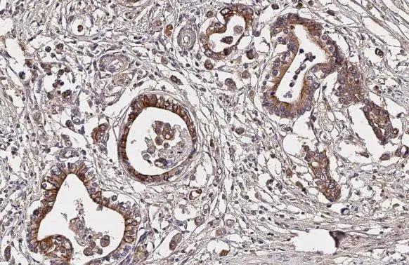 Dopamine Receptor D4 Antibody (HL2851)