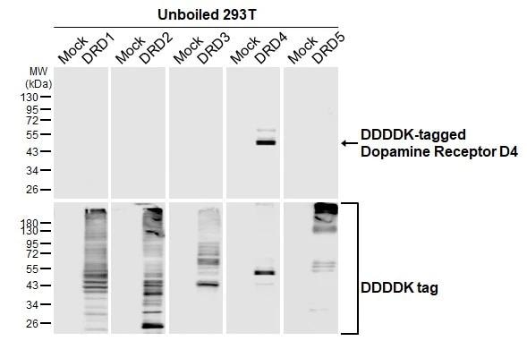 Dopamine Receptor D4 Antibody (HL2851)