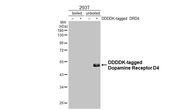 Dopamine Receptor D4 Antibody (HL2851)