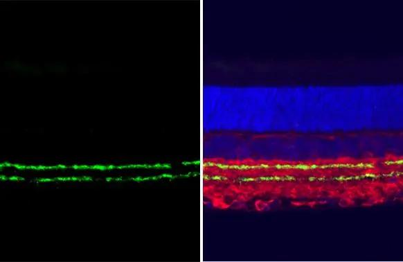 VAChT/SLC18A3 Antibody (HL2900)