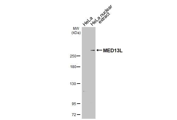 THRAP2 Antibody (HL2911)