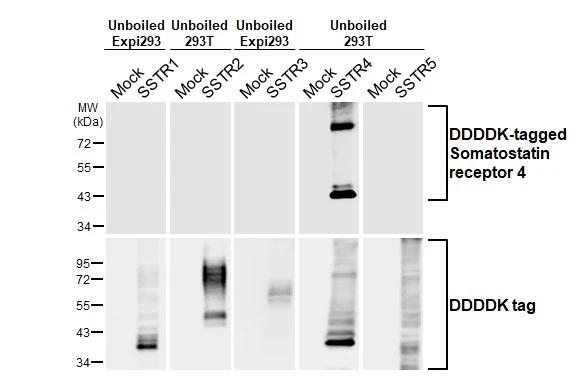 Somatostatin R4/SSTR4 Antibody (HL2933)