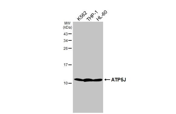 ATP5J Antibody (HL2934)