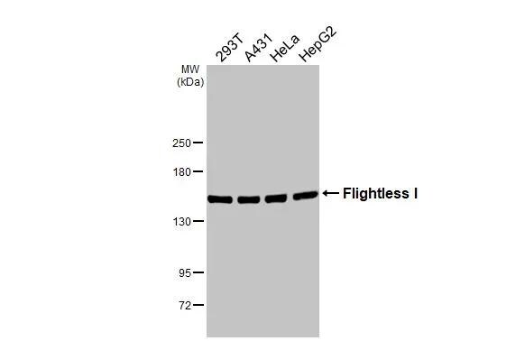 Flightless I Antibody (HL2965)