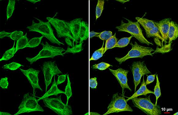 Flightless I Antibody (HL2966)