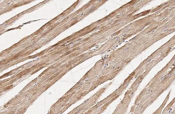 Flightless I Antibody (HL2966)