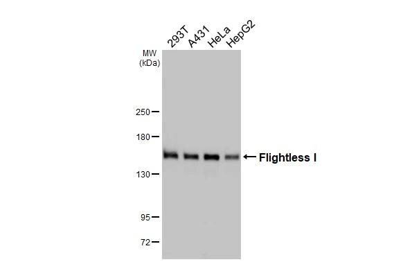 Flightless I Antibody (HL2966)